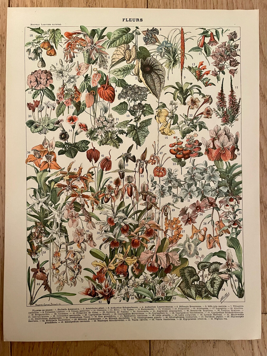 Set of 2 lithographs on XXth flowers