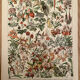 Set of 2 lithographs on XXth flowers