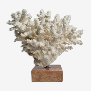 Ancien corail blanc en branches sur socle, 21 cm