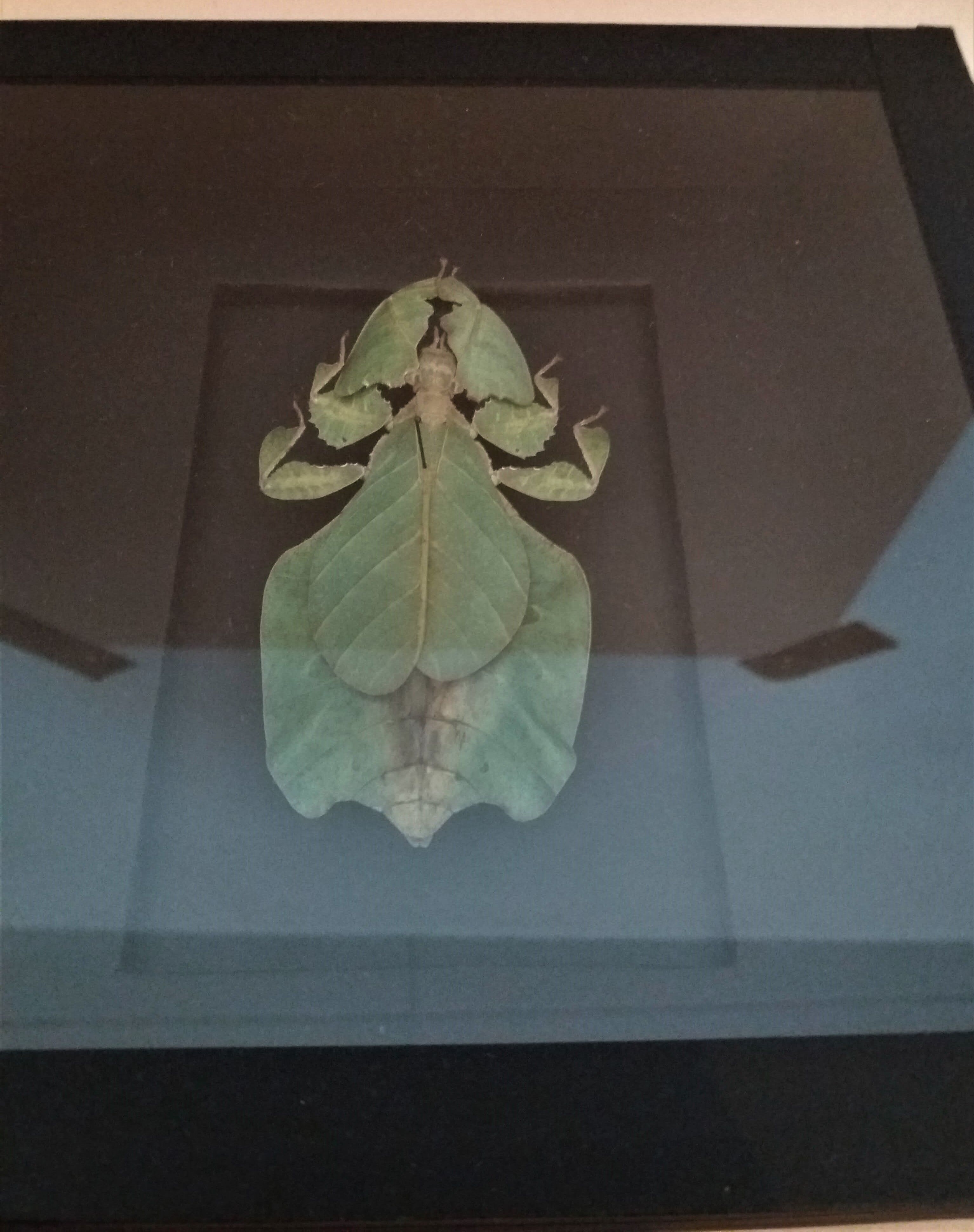 Entomology frame with phasm sheet phyllium bioculatum pulchrifyllium