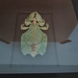 Entomologie cadre avec phasme feuille phyllium bioculatum pulchrifyllium