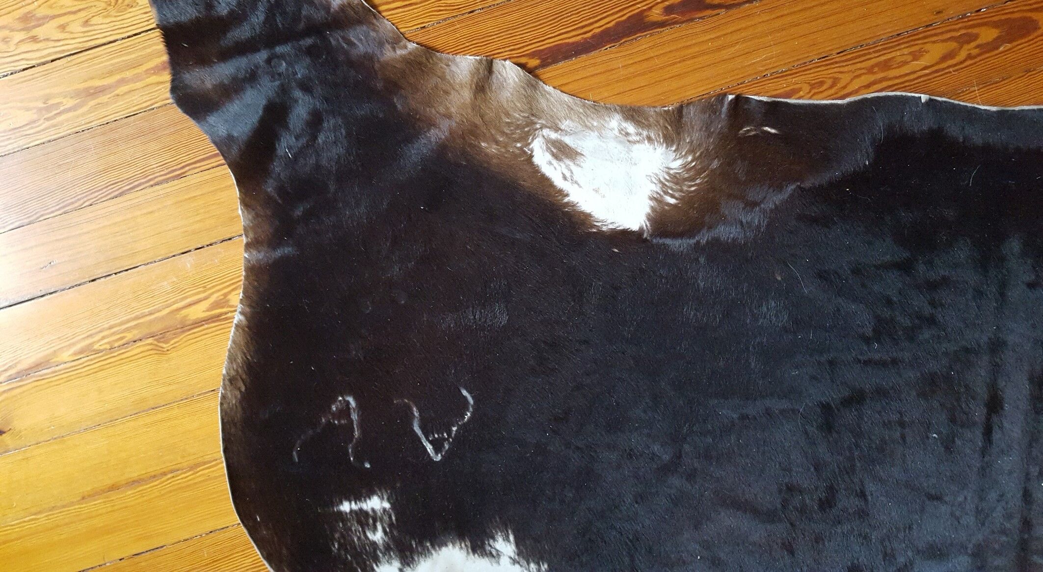 Véritable peau de vache XXL