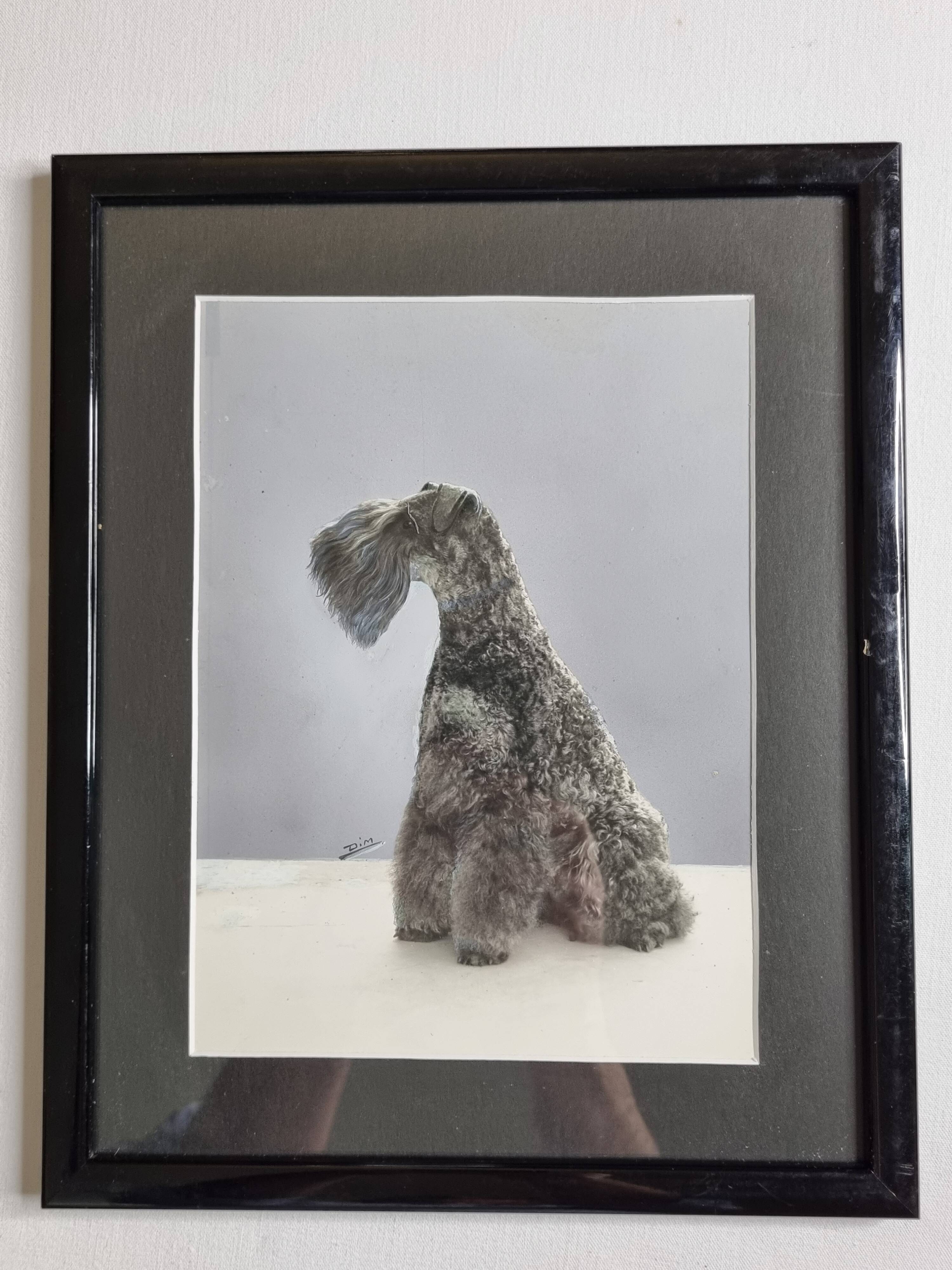 Black and white silver print, xanine silhouette, signed (Dim) Henri Dimont, 32 x 25 cm