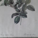 Botanical board "bridge rose" of P.J.Redouté
