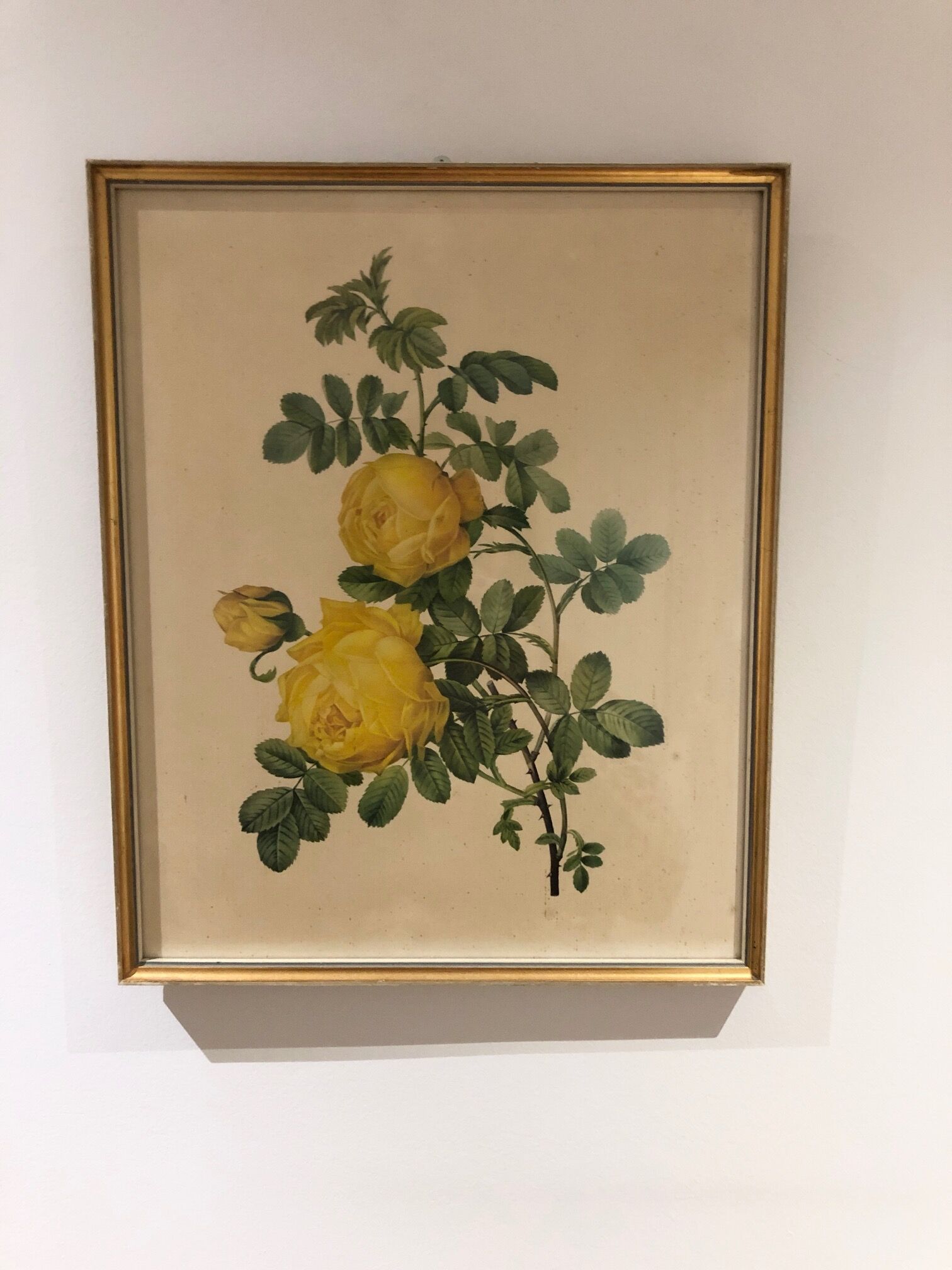 Rosa Sulfurea by Pierre Joseph Redouté