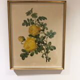 Rosa Sulfurea by Pierre Joseph Redouté