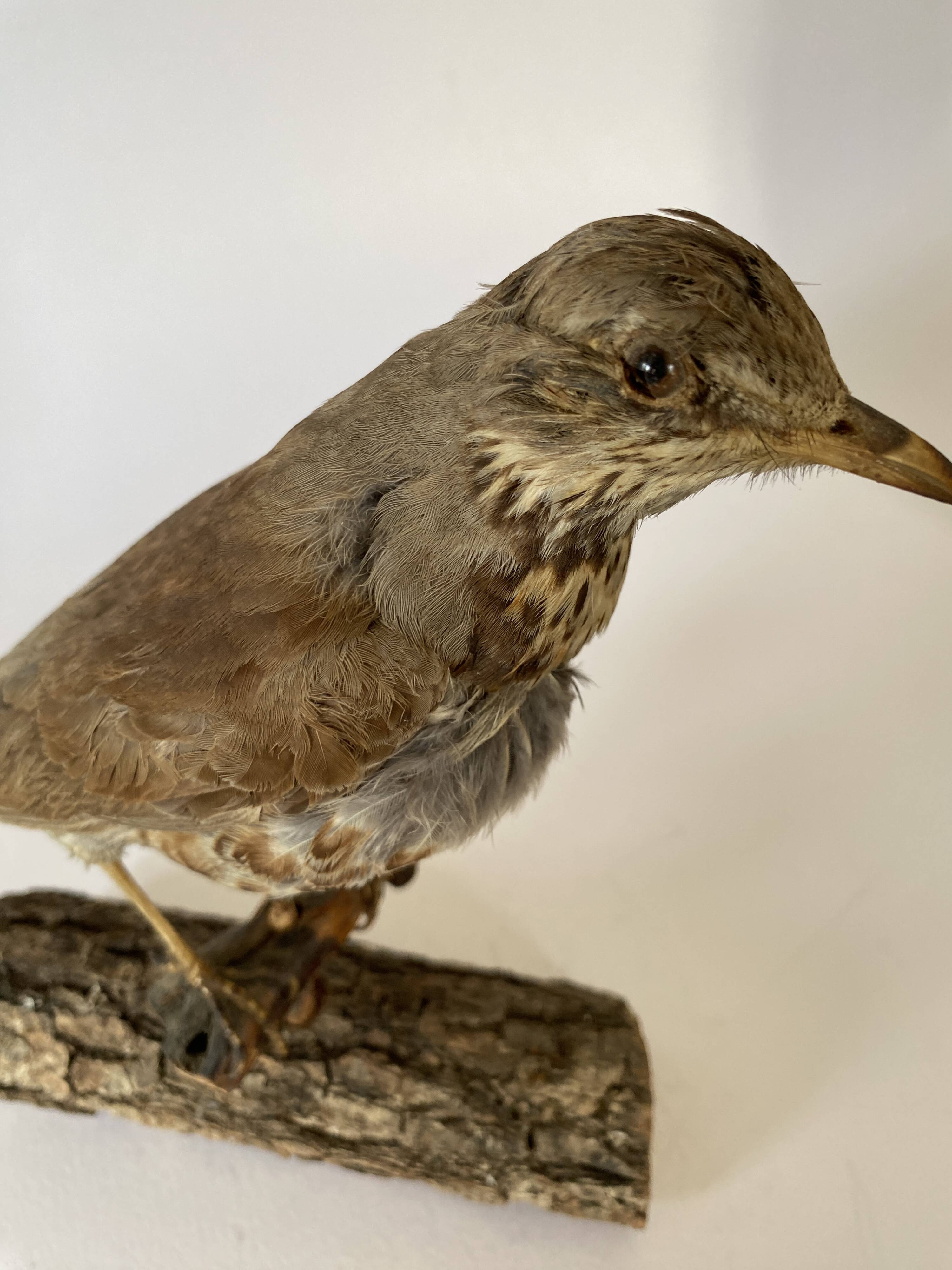 Stuffed bird, taxidermy, cabinet of curiosities