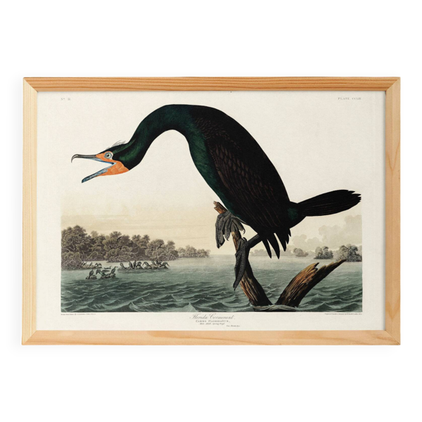 Affiche sur le Grand Cormoran, d’après une gravure ancienne de 1827.