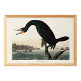 Affiche sur le Grand Cormoran, d’après une gravure ancienne de 1827.