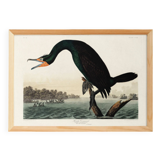 Poster about the Great Cormorant, based on an old engraving from 1827.