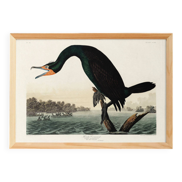 Poster about the Great Cormorant, based on an old engraving from 1827.