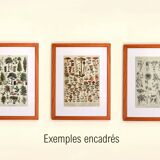 Antique engraving 1928 A. Millot - Wood-boring insects 1, damage to trees