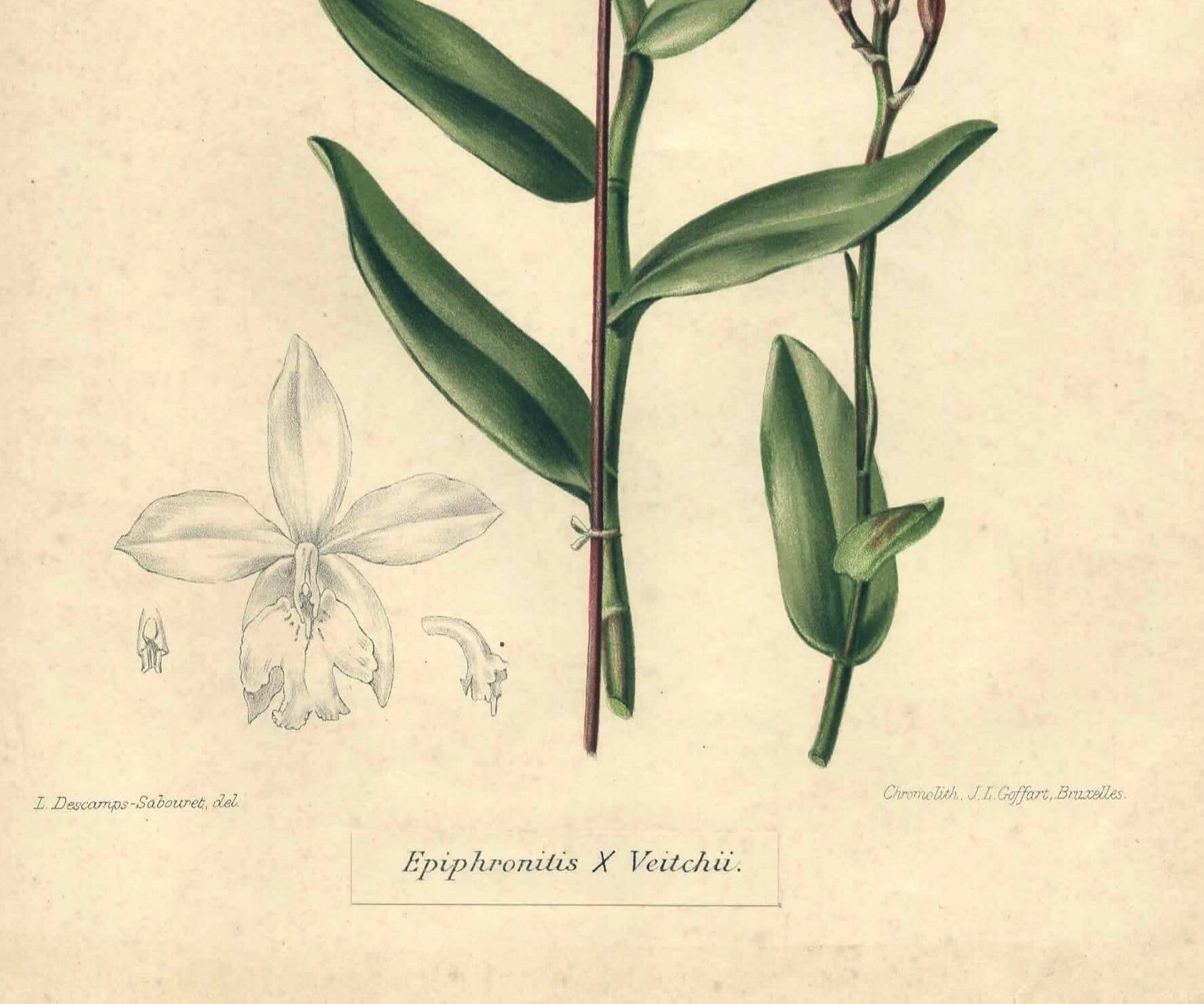Botanical engraving from 1896 by Descamps-Sabouret • Epiphronitis hybrid • Old lithograph