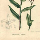 Botanical engraving from 1896 by Descamps-Sabouret • Epiphronitis hybrid • Old lithograph