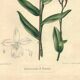 Botanical engraving from 1896 by Descamps-Sabouret • Epiphronitis hybrid • Old lithograph
