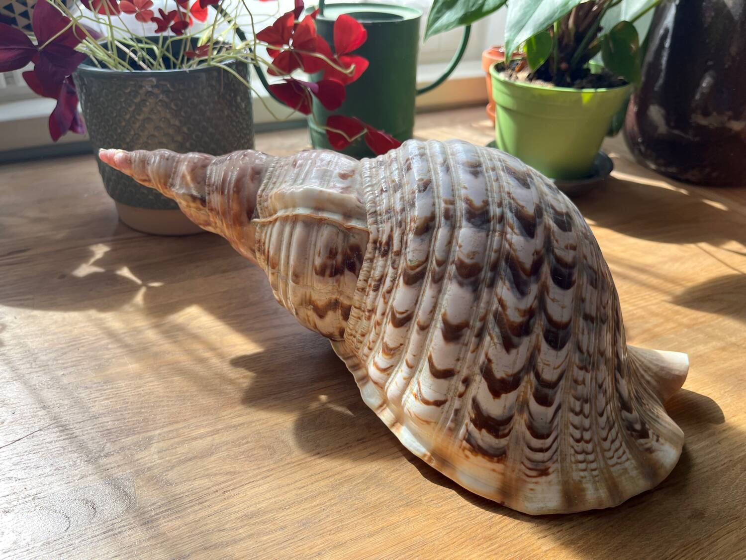 Shell - Charonia tritonis