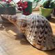 Shell - Charonia tritonis