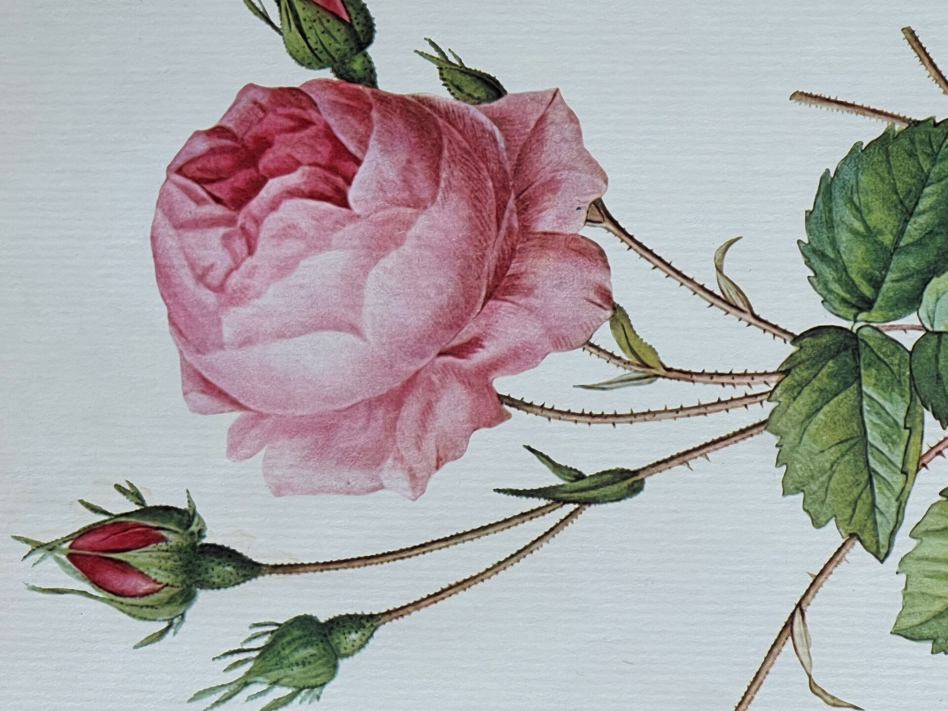 Botanical plate Centfeuilles Rose - 40.4x29.9cm