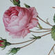 Botanical plate Centfeuilles Rose - 40.4x29.9cm