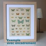 Engraving of Butterflies - Old lithograph from 1887 - Benesignata - Entomological illustration