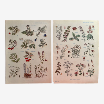 Lot de 2 planches illustrées sur les plantes digestives et aromatiques de 1952