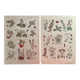 Set of 2 illustrated plates on digestive and aromatic plants of 1952