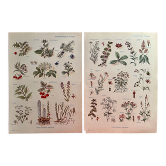 Lot de 2 planches illustrées sur les plantes digestives et aromatiques de 1952