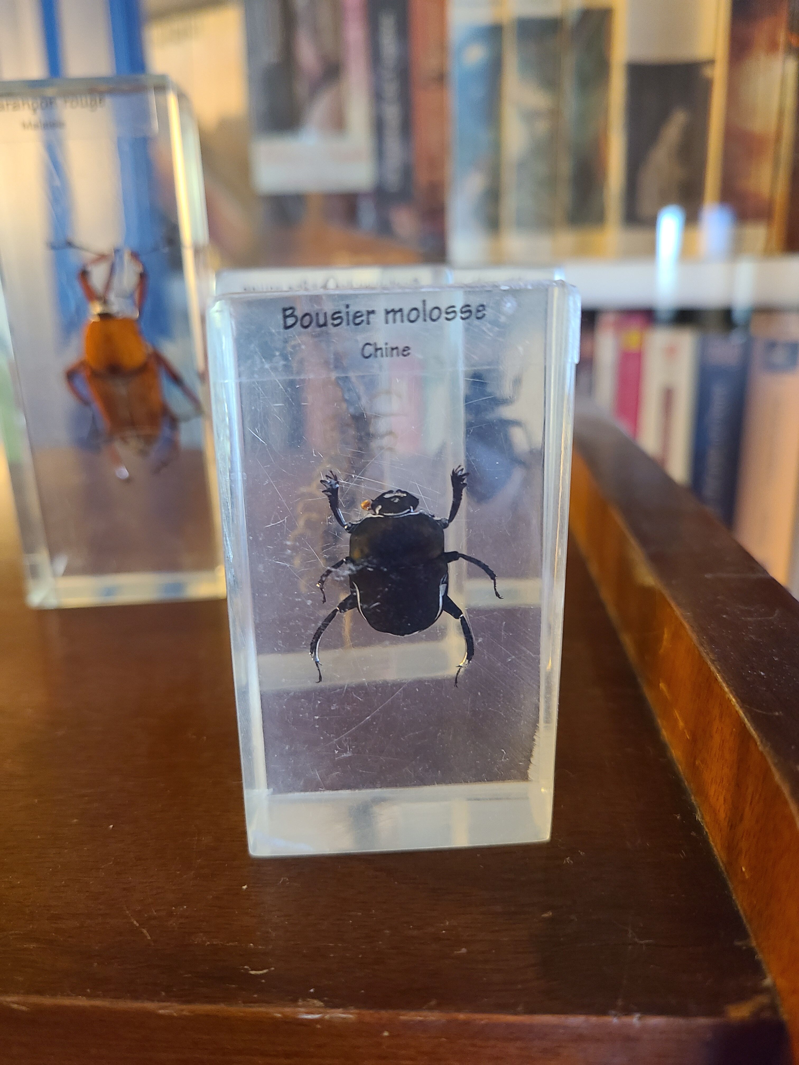 Insects under vintage resin