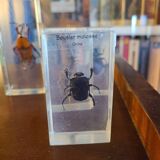 Insects under vintage resin