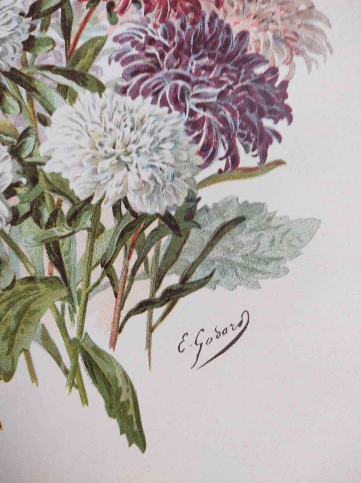 Botanical engraving from 1897 - Reine-Marguerite Comète - old original flower plate by E.Godart