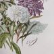 Botanical engraving from 1897 - Reine-Marguerite Comète - old original flower plate by E.Godart