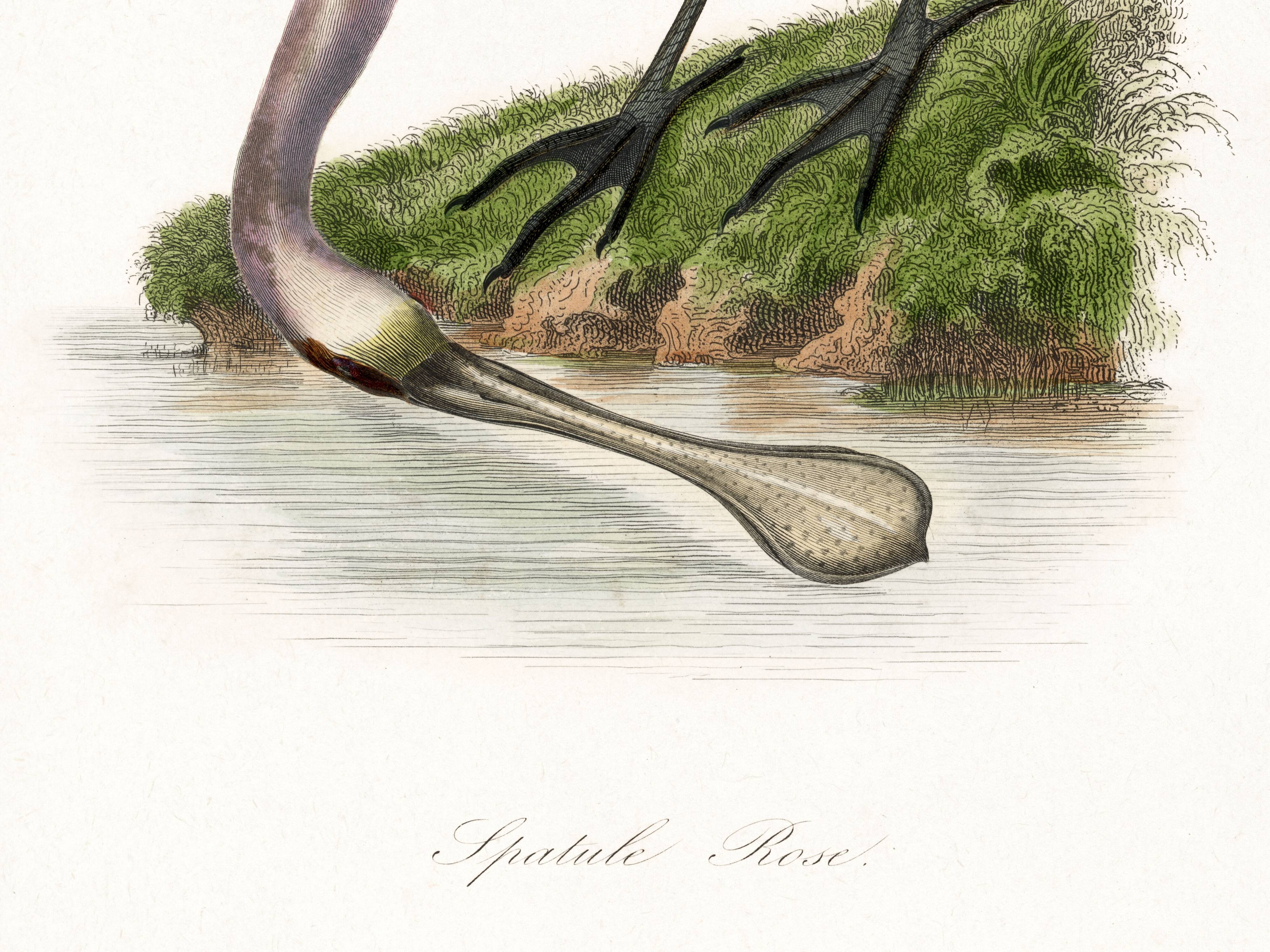 Poster for "Pink Spatula", based on an old engraving from 1842.