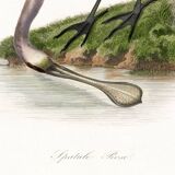 Poster for "Pink Spatula", based on an old engraving from 1842.