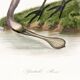 Poster for "Pink Spatula", based on an old engraving from 1842.