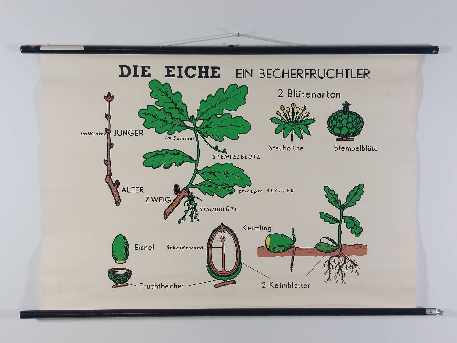 Vintage educational wall hanging roll chart biology oak