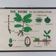 Vintage educational wall hanging roll chart biology oak