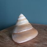 Pearly spiral cone shell