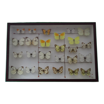 25 ancient stuffed butterflies under frame era 1930