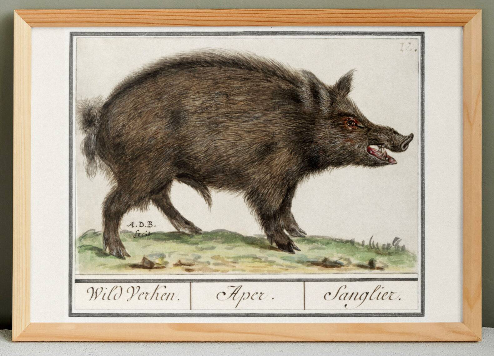 Small poster about wild boar, after an old engraving from 1610.