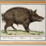 Small poster about wild boar, after an old engraving from 1610.