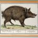 Small poster about wild boar, after an old engraving from 1610.