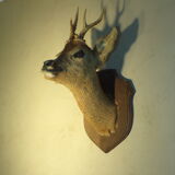 Deer head naturalized