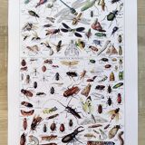 Poster about insects, based on a 1922 lithograph