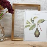 Botanical plank Avocado