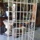 Etagere boulangere ancienne en fer forge a 5 niveaux
