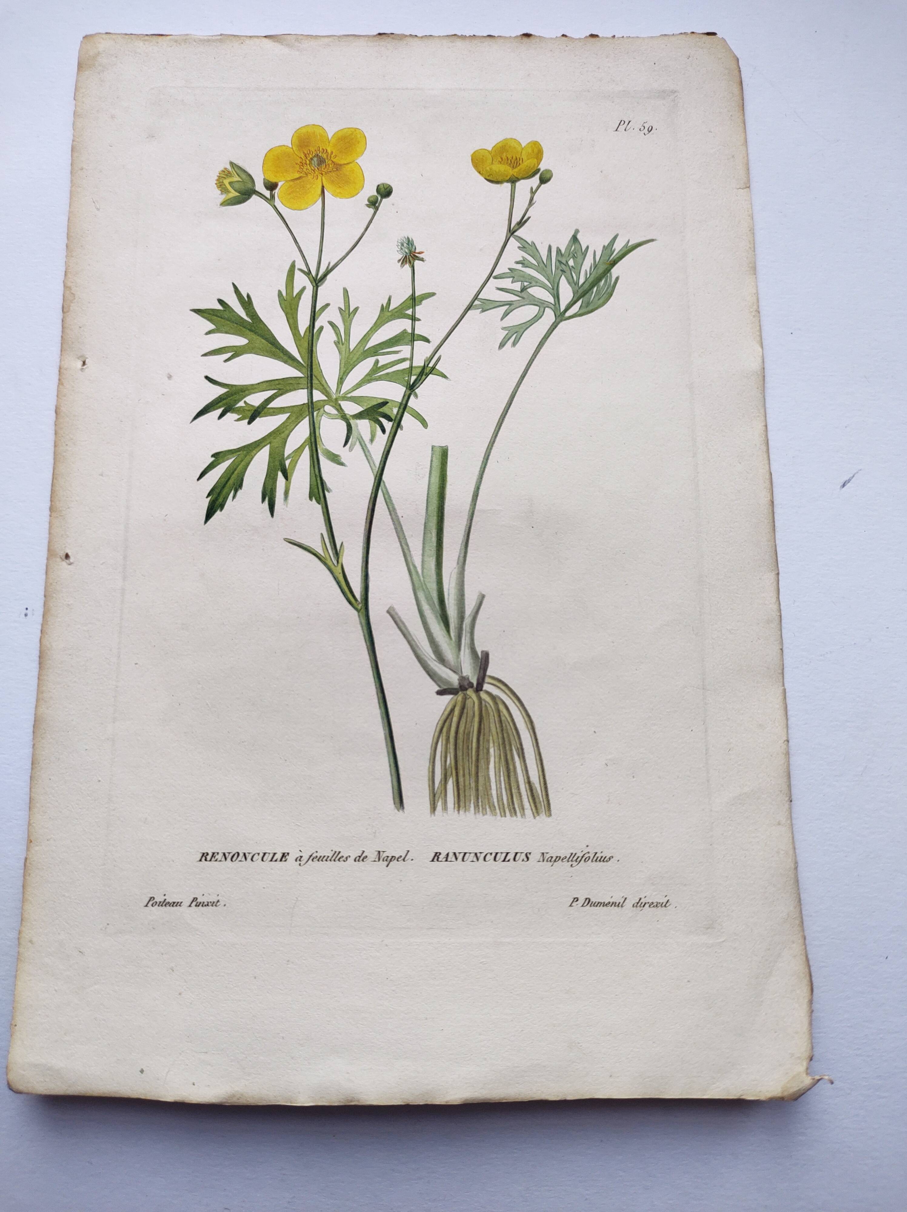 Antique botanical engraving from 1829 - Napel's buttercup - Plate