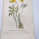Antique botanical engraving from 1829 - Napel's buttercup - Plate