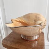 Cabinet of curiosities giant shell circled cup and base 60s