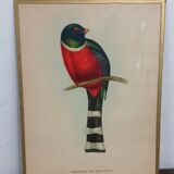 Table Illustration of a bird - The Trogon