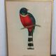 Table Illustration of a bird - The Trogon